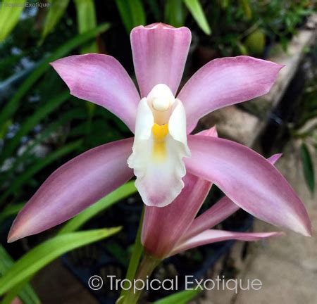Cymbidium Wadae