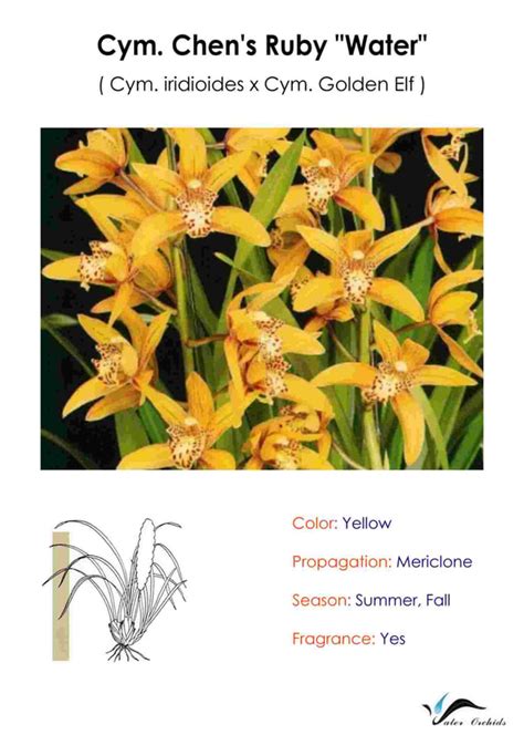 Cymbidium Water Culture