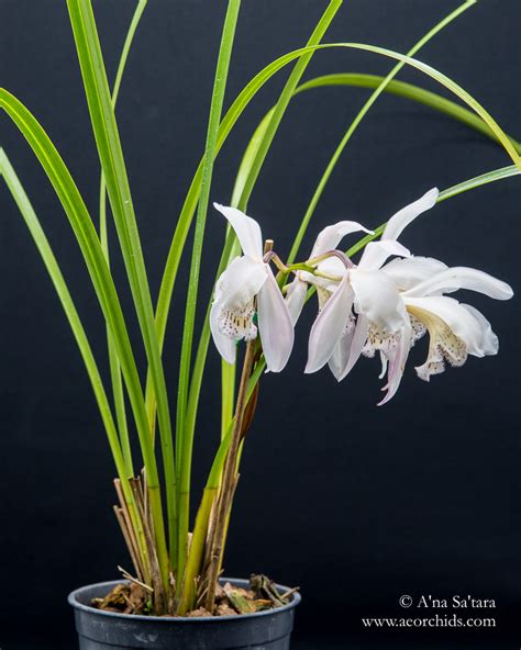 Cymbidium Wenshanense