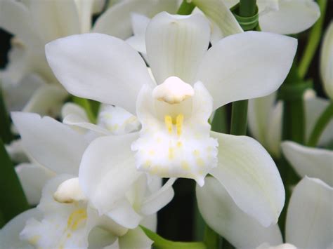 Cymbidium White