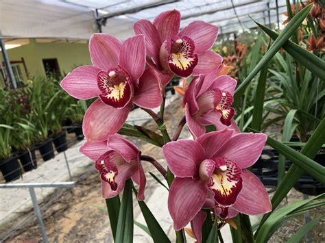 Cymbidium X