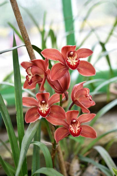 Cymbidium X Catasetum