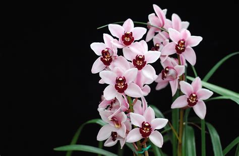 Cymbidium Yai