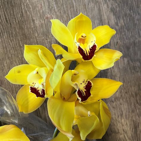 Cymbidium Yellow