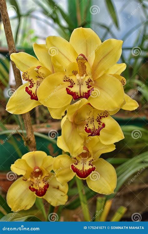 Cymbidium Yellow Flowers