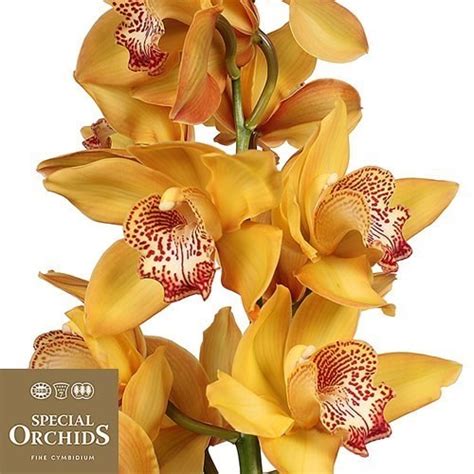 Cymbidium Yellow River