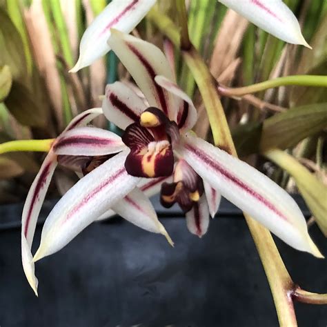 Cymbidium Z Nasion