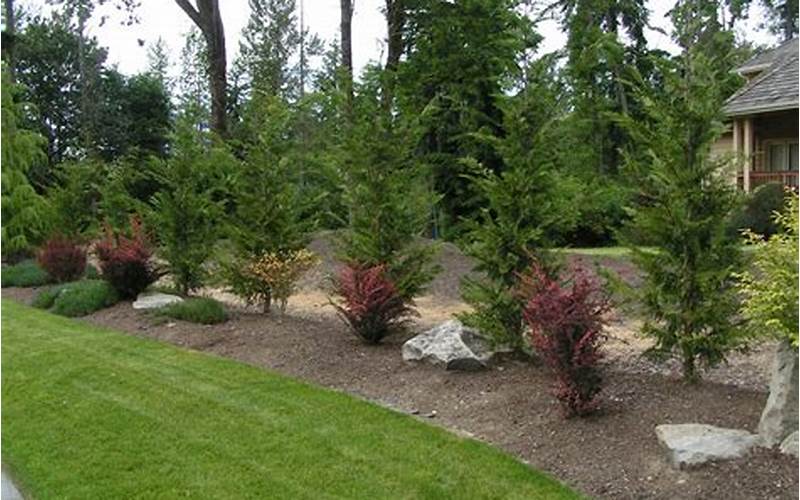 Cypress Tree Privacy Fence Design: A Comprehensive Guide