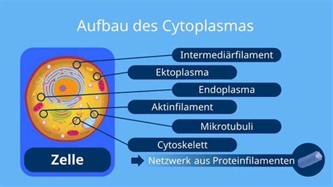Cytoplasma, Wo