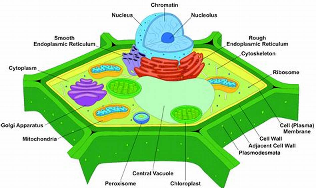Cytoskeleton In Plant Cell