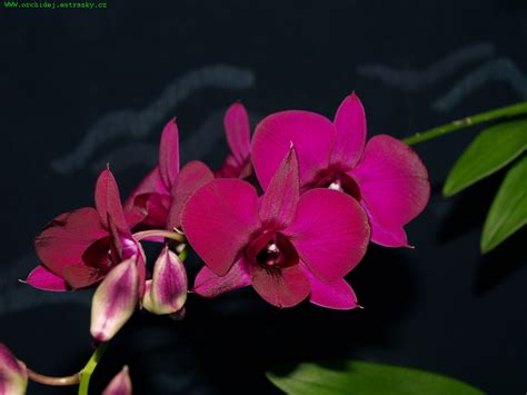 D Phalaenopsis