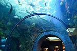 DFW Aquarium