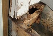 DIY termite damage repair