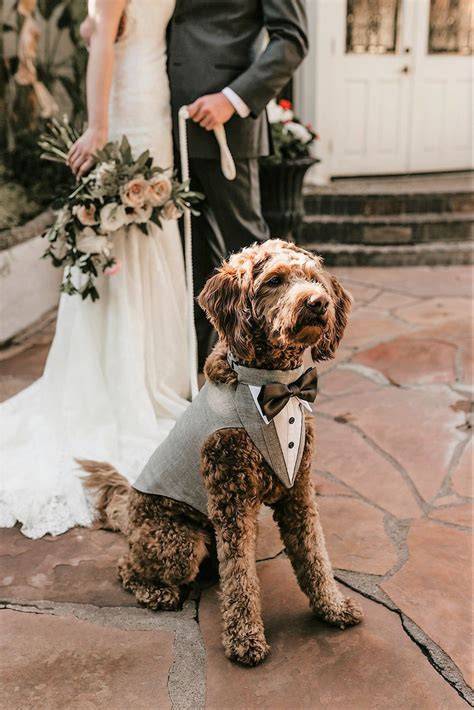DIY Dog Wedding Outfits