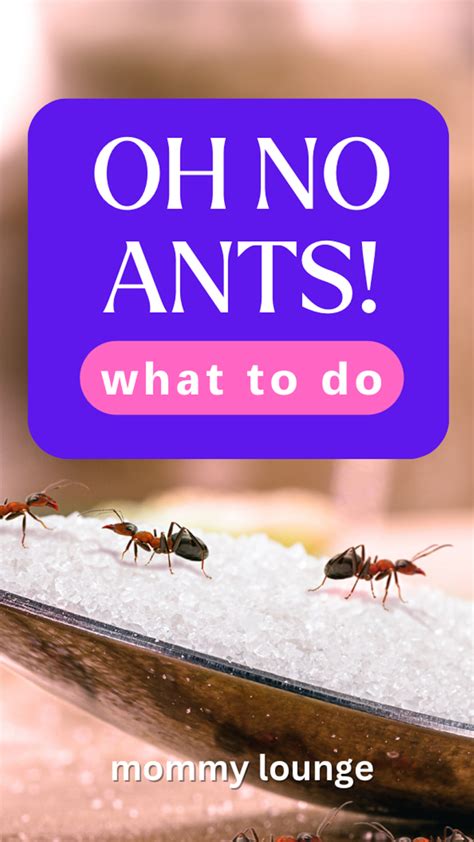 DIY Methods: How To Get Rid Of Ant Colony Without Professionals
