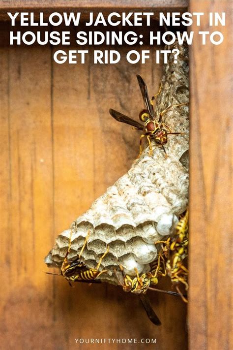 DIY Methods: Yellow Jackets How To Get Rid Of Safely