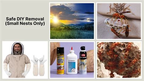 DIY Methods for Small, Exposed Nests (Use Caution!)