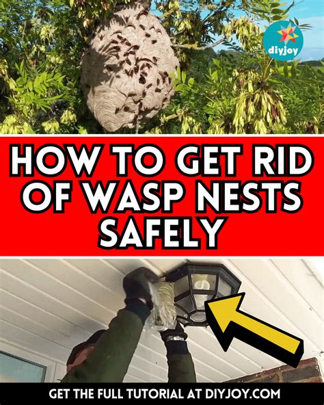DIY Methods to Get Rid Of Wasp Nests