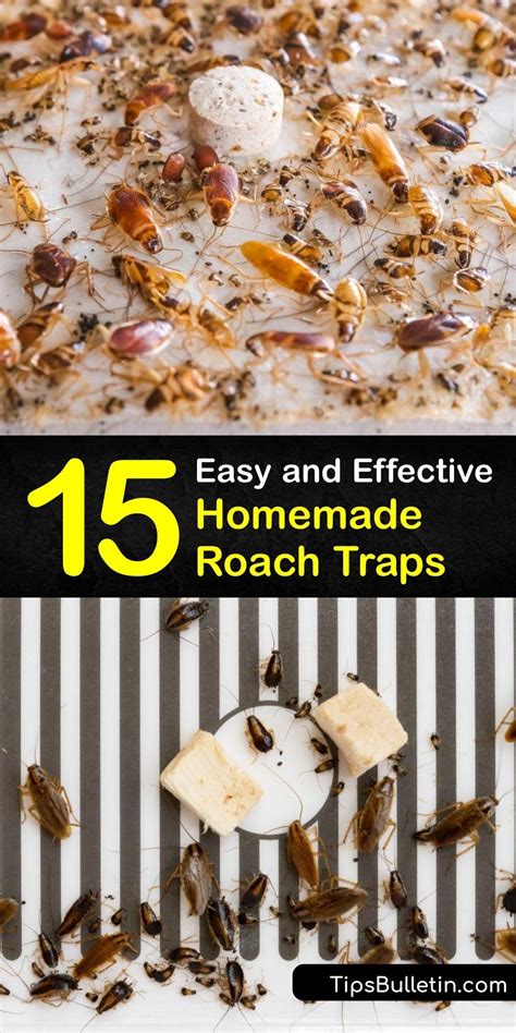 DIY Roach Elimination Strategies