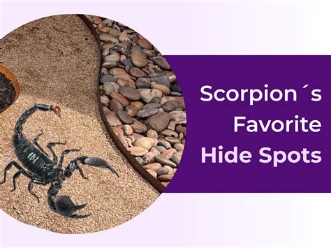 DIY Scorpion Control Methods That Actually Work