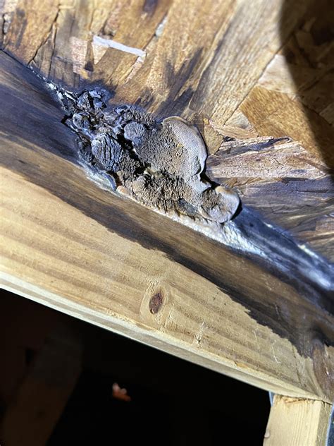 DIY Solutions for Small Mold Patches