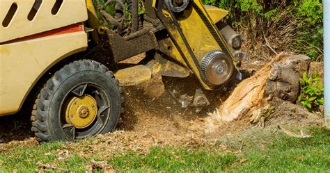 DIY Stump Grinding vs Professional Service