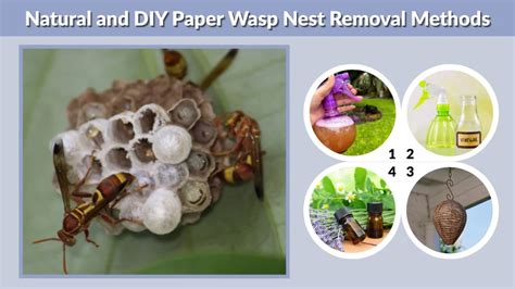 DIY Wasp Nest Removal Methods