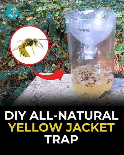 DIY Yellow Jacket Trap Designs