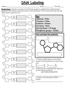 Dna Labeling Worksheet - DID YOU KNOW!