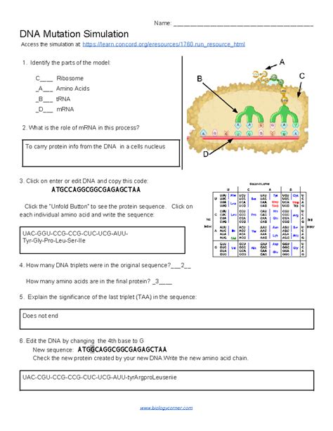 Dna Mutation Simulation Worksheet Answers