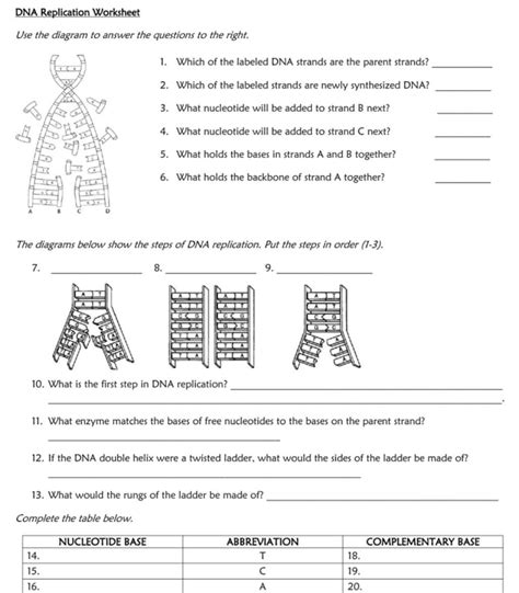 Dna Replication Worksheet With Answers