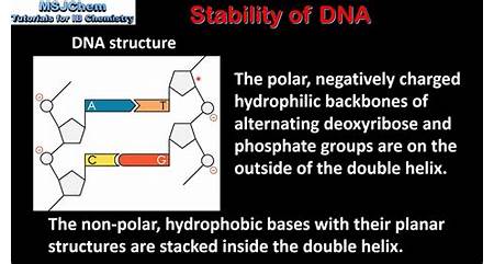 DNA Stabilization