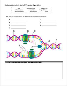 DNA Structure, Function and Replication Review Worksheet | TpT