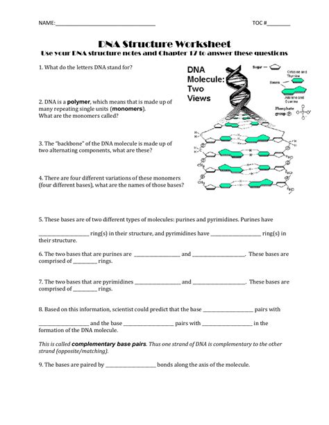 Dna Structure Worksheet Answers