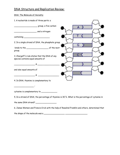 DNA Structure and Replication Review Worksheet