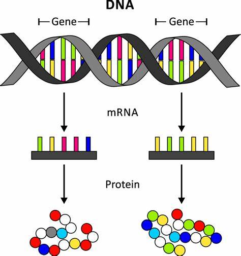 DNA and protein production