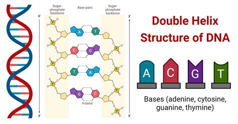 DNA Molecule Structure