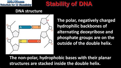 DNA stabilization
