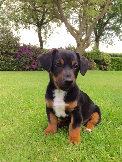 Dachshund Black And Tan Jack Russell