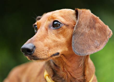 Dachshund Ears Folded: Understanding And Caring For Your Pet's Ears