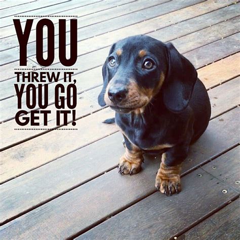 Dachshund Funny Quotes: A Collection Of Humorous Sayings About Our
Beloved Wiener Dogs