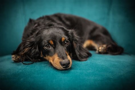 Dachshund Long Hair Black And Tan: A Unique Breed Of Dog