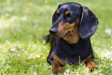 Dachshund Pictures: A Look Into The Lives Of These Cute Canines