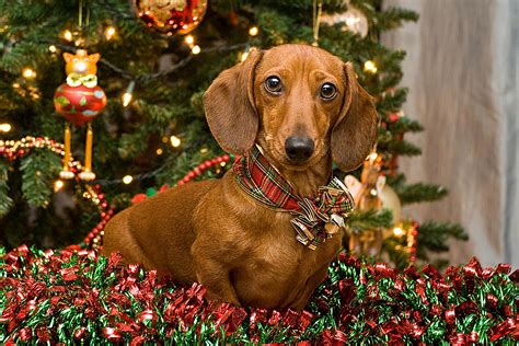 Cute Dachshund in a wooden Box with a Santa Hat on HD Wallpaper