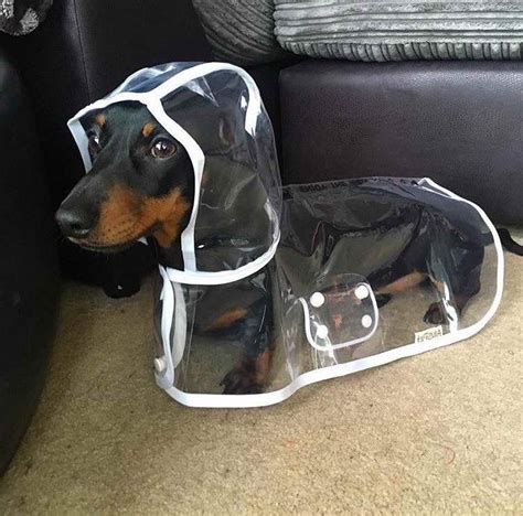Dachshund Raincoat With Hood: A Must-Have For Your Furry Friend In 2023