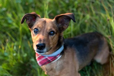 Dachshund Terrier Mix Dorkie To The Sausage Dog World