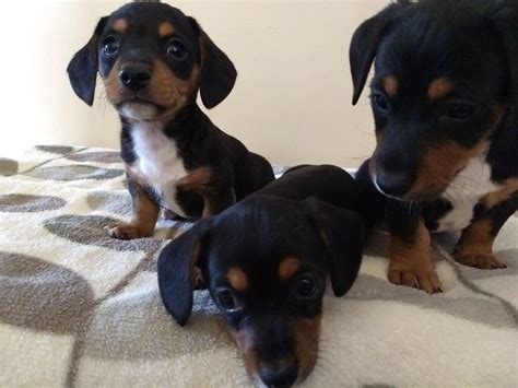 Dachshund X Jack Russell Puppies For Sale