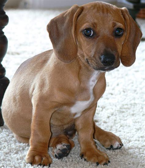 Dachshund Beagle Mix Puppies: The Adorable Crossbreed