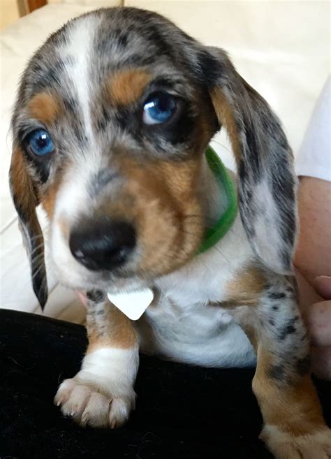 mini dapple spotted dachshund with blue eyes dogs with blue eyes