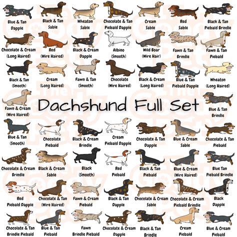 Dachshund Colors Chart